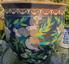 Large Massive Chinese Fish