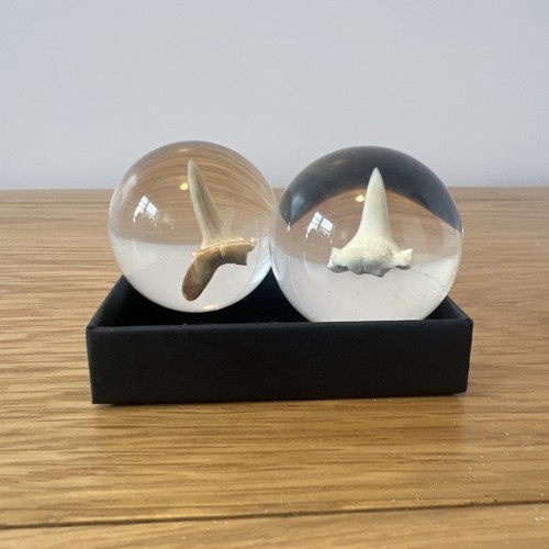 Shark tooth resin sphere x - tooth,