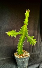 Euphorbia lactea,  succulent
