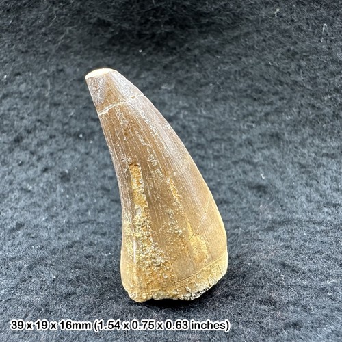 Genuine mosasaur tooth - genuine, fossil