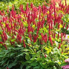 Persicaria amplexicaulis atrosanguinea  2ltr size Perennial