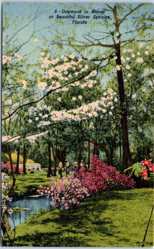 Dogwood tree bloom silver - dogwood,