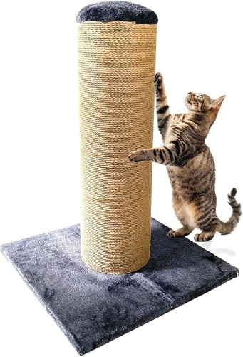 Ultimate fat boy cat - boy,