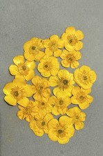 Pressed Yellow Buttercup