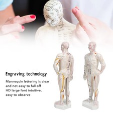 Human Body Acupuncture Model