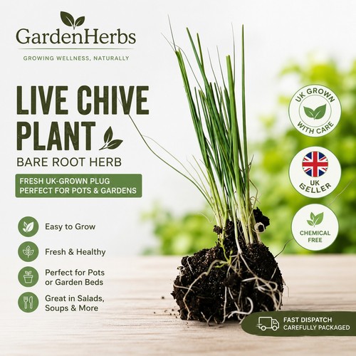 3xlive chive plant - bare, root