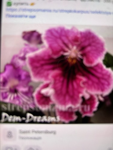 Streptocarpus dem dreams - streptocarpus, dem-