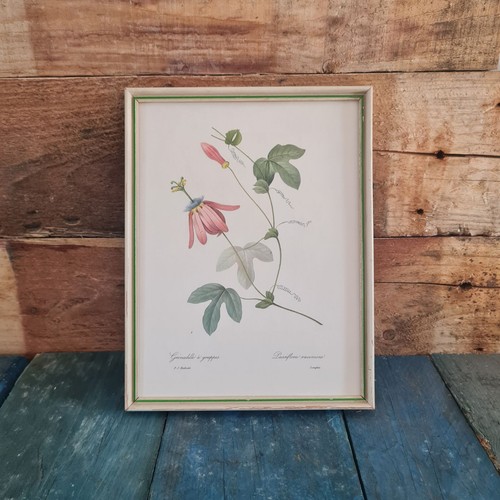 Vintage framed botanical - framed,