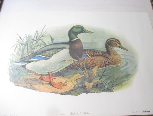 Drake hen mallard 1985 - hen,