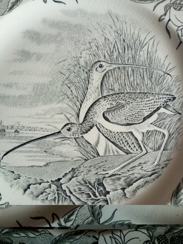Long billed curlew plate - long,