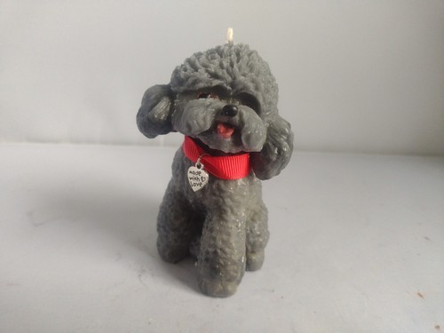 Cute grey cockerpoo poodle - cute,