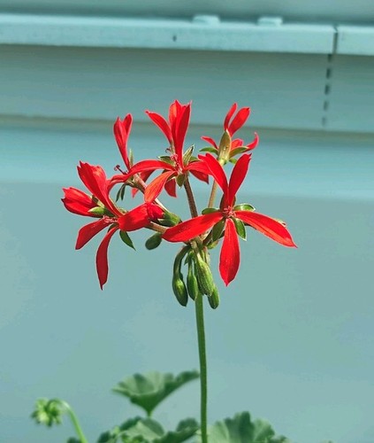 Pelargonium red spider - spider',