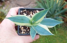 Agave potatorum  'Variegated' - Industrial Agaves