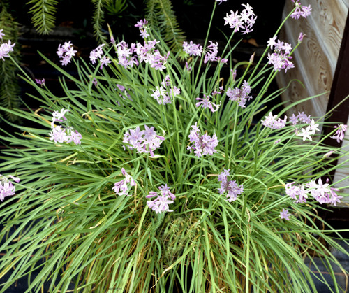 Tulbaghia violacea society - tulbaghia, (society