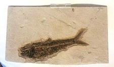 Fossil Knightia Fish on