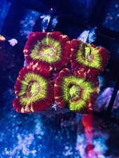 Coral Beauties Aquatics Asian