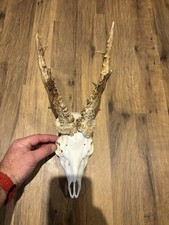 Roe Buck Skull and Antler