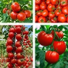 Easy Grow Your Own SWEET CHERRY TOMATO Seeds Cerise Fruit Plant Tree Vegetables