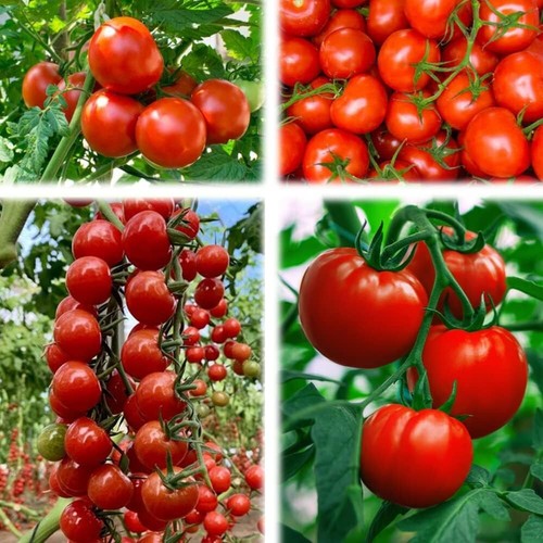 Easy grow your own sweet - your,