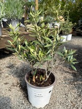 1 X 'OLEA EUROPEA' COMMON
