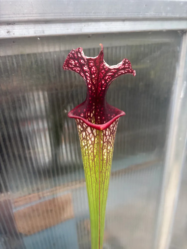 Sarracenia leucophylla l18 - leucophylla,