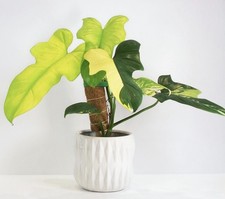 Philodendron bipennifolium - philodendron,
