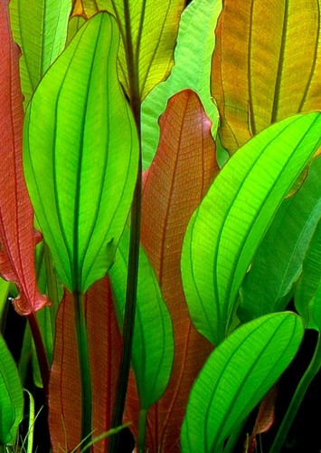 Amazon sword tropical - amazon,