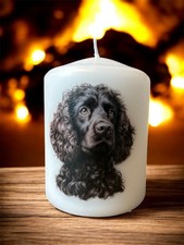 Irish water Spaniel  Dog