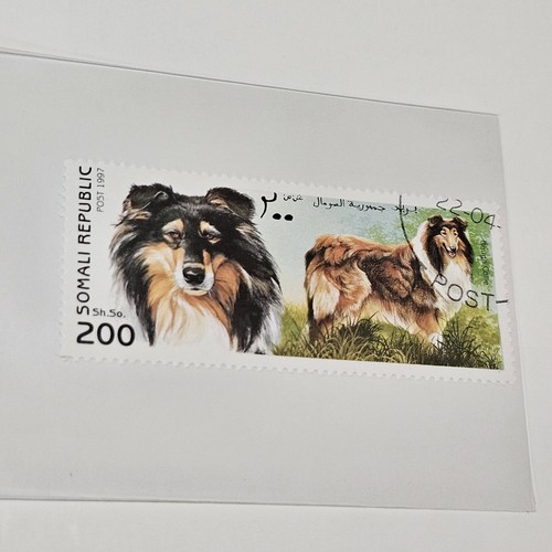 Sheltie shetland sheepdog - shetland, dog