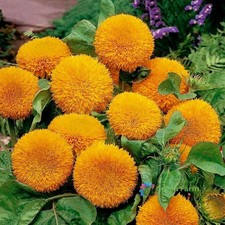 100 Seeds Sunflower Teddy Bear