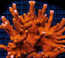 Red Montipora Digi SPS Coral Frag Reef  not LPS Soft Hammer Torch Mushroom