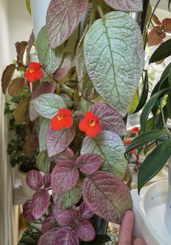 Foliage plant episcia flame - plant,