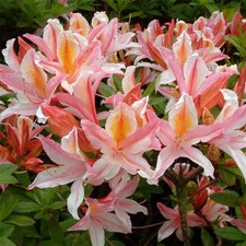 Rhododendron Irene Koster in