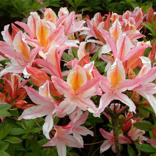 Rhododendron irene koster - irene, in