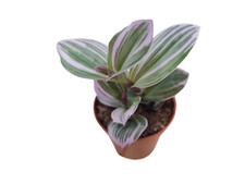 Tradescantia Nanouk Trailing