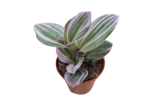 Tradescantia nanouk trailing - nanouk,