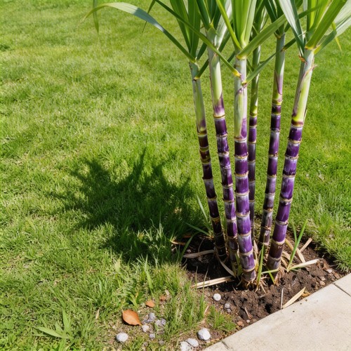 1000 pcs sugar cane - seeds,