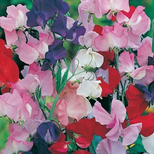 Sweet pea seeds mixed - seeds,
