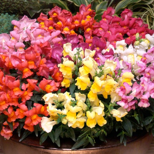 Antirrhinum appeal mixed - appeal,