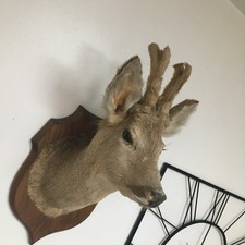 SUPERB TAXIDERMY ROE DEER STAGS HEAD Large ANTLERS Full Neck Mount. Curio Deco