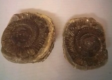 Dactylioceras  Ammonite Fossil