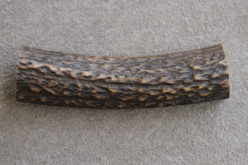 Real red deer - red, antler