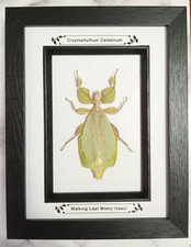 Taxidermy Real Framed Leaf