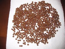 25 WASHINGTONIA ROBUST PALM