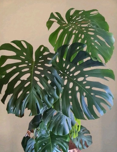 Monstera deliciosa rooted too - monstera, deliciosa.