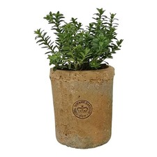 Kew gardens terracotta plant - kew,