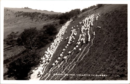 Down the valleys sheep - the,