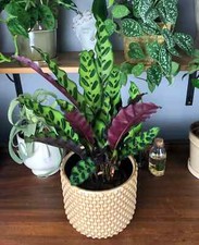 Calathea lancifolia -