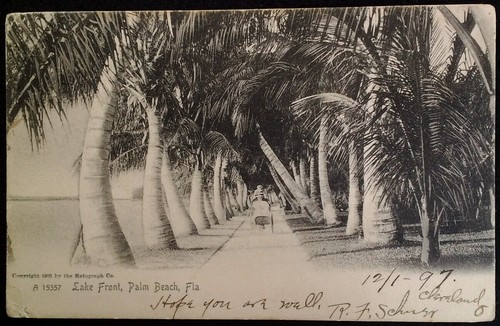 Palm beach florida postcard - florida,