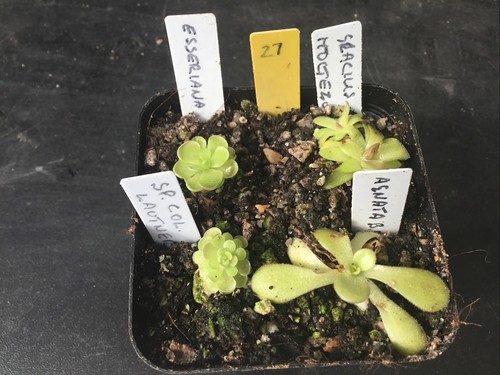 Pinguicula collection 27 - collection, #27